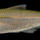 Image of Tailspot tetra