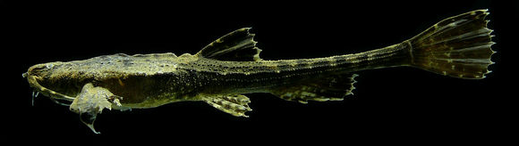 Image of Bunocephalus