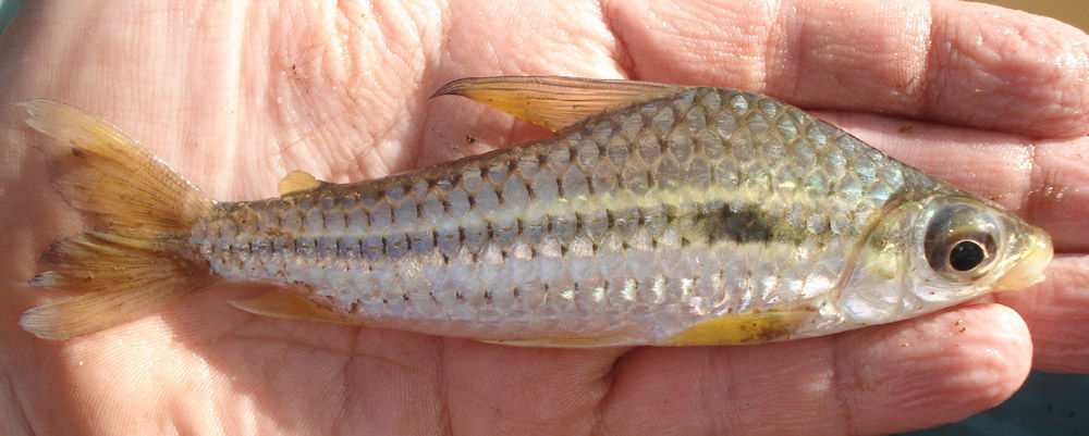 Image of Caenotropus labyrinthicus (Kner 1858)