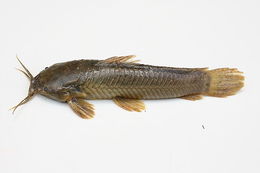 Image of Callichthys