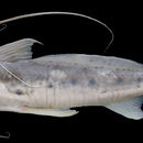 Image of Callophysus catfish