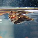 Image of Marbled hatchetfish