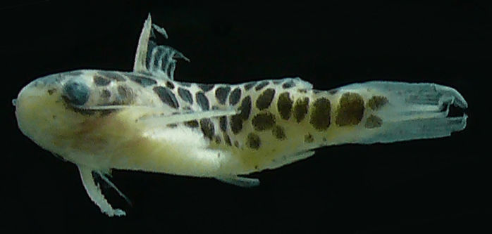 Image of Centromochlus