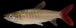 Image of Tucan fish