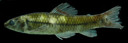 Image de Characidium purpuratum Steindachner 1882