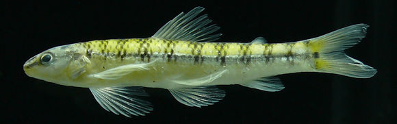 Image de Characidium steindachneri Cope 1878