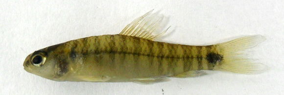 Image of Characidium xavante da Graça, Pavanelli & Buckup 2008