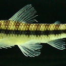 Слика од Characidium zebra Eigenmann 1909