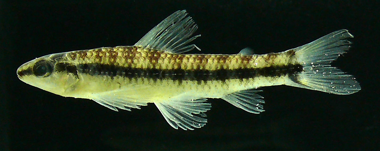 Image of Characidium zebra Eigenmann 1909