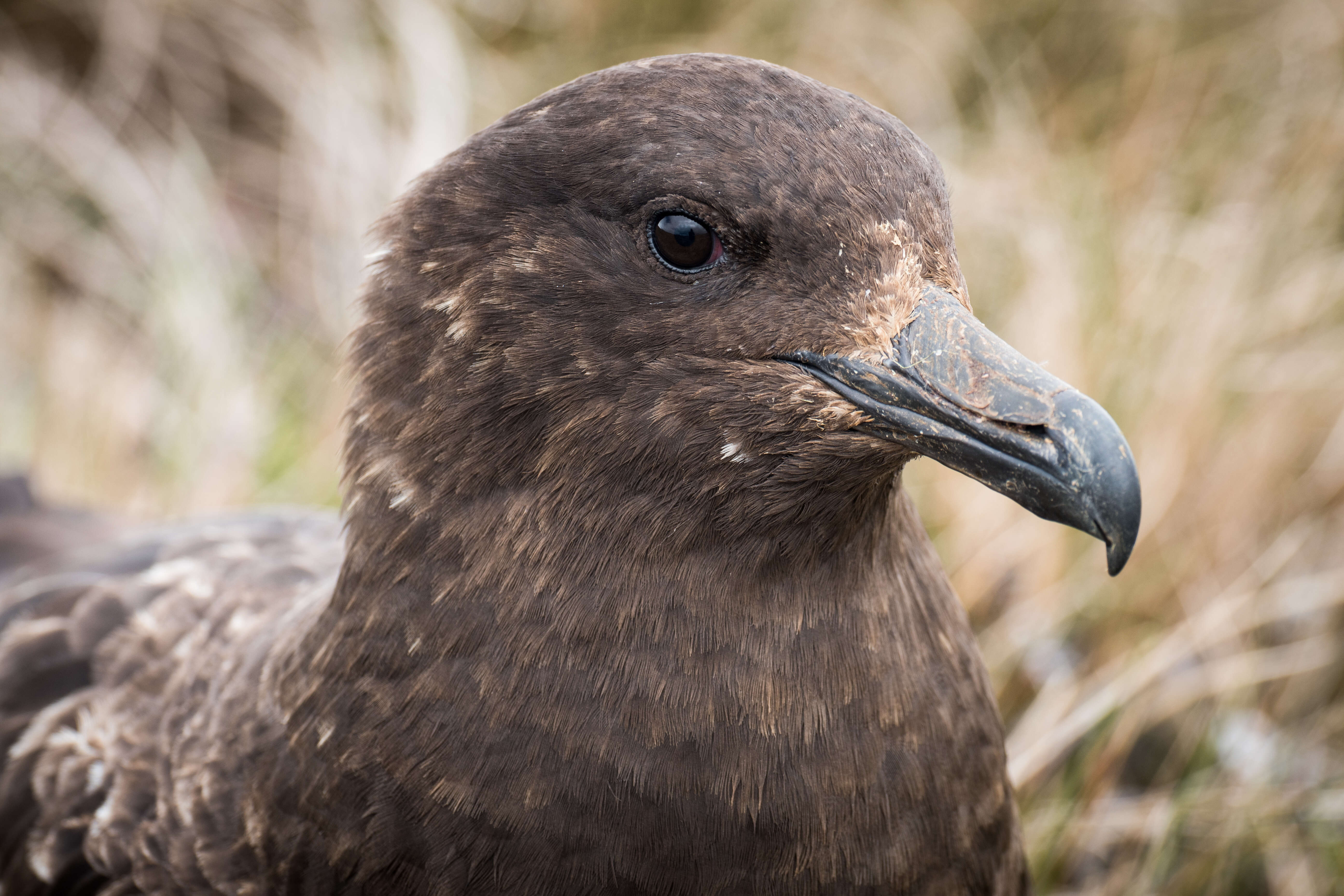 Image of Brown Skua