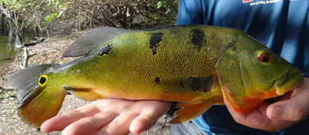 Image of Butterfly peacock bass