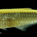 Image of Clupeacharax anchoveoides Pearson 1924
