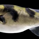 Image of South American Freshwater Puffer