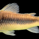 Image of bronze corydoras