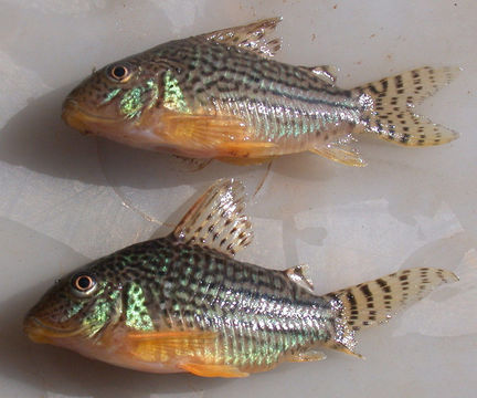 Imagem de Corydoras haraldschultzi Knaack 1962