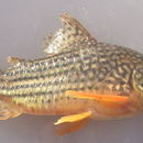 Image de Corydoras sterbai Knaack 1962