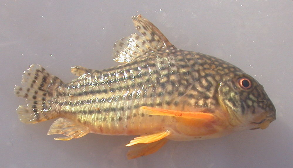 Image of Corydoras sterbai Knaack 1962