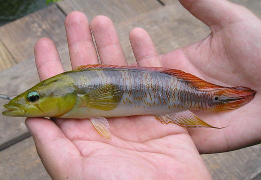 Image of Crenicichla chicha Varella, Kullander & Lima 2012