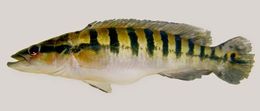 Image of Crenicichla cincta Regan 1905