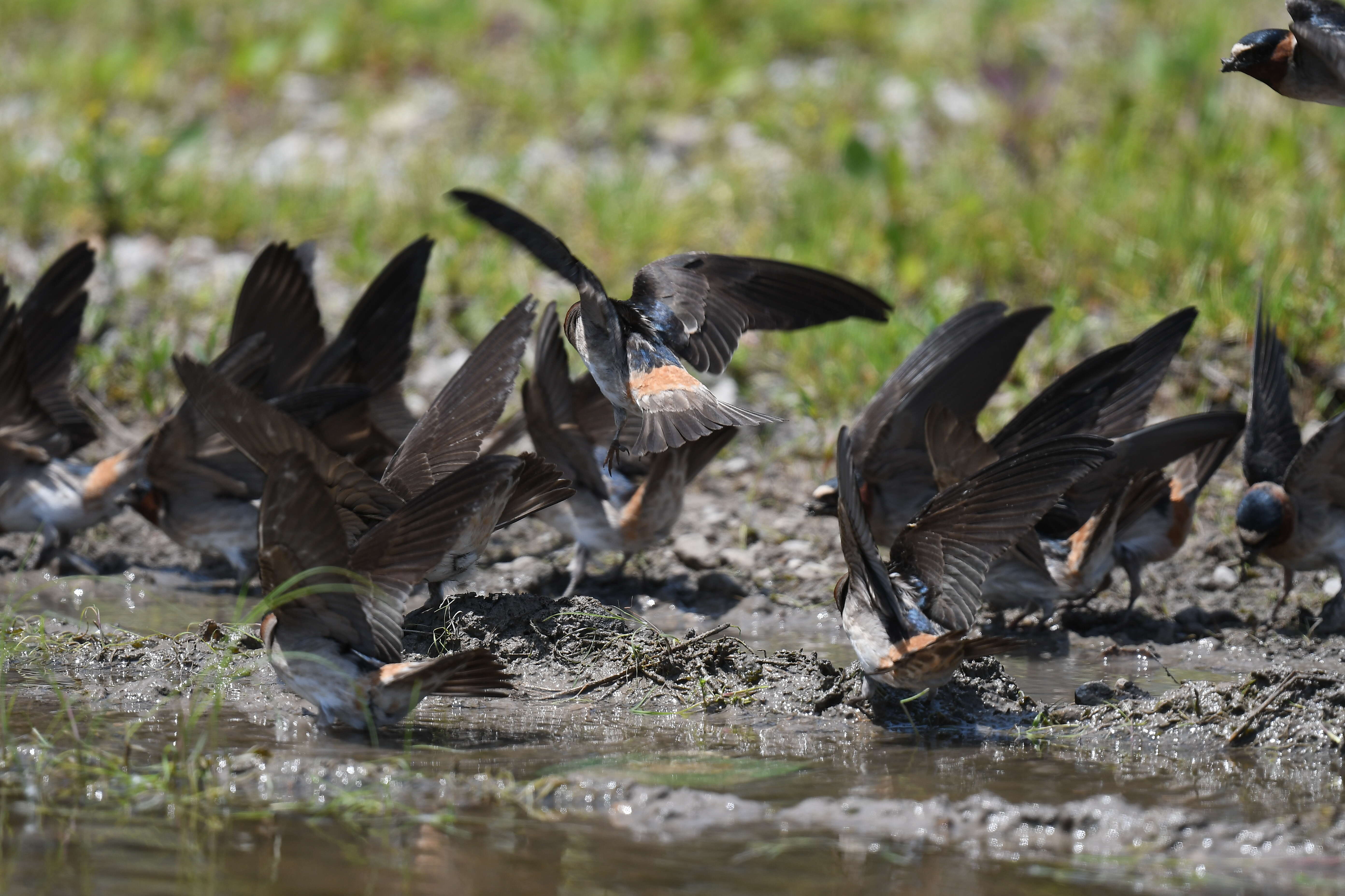 Image of American Cliff Swallow