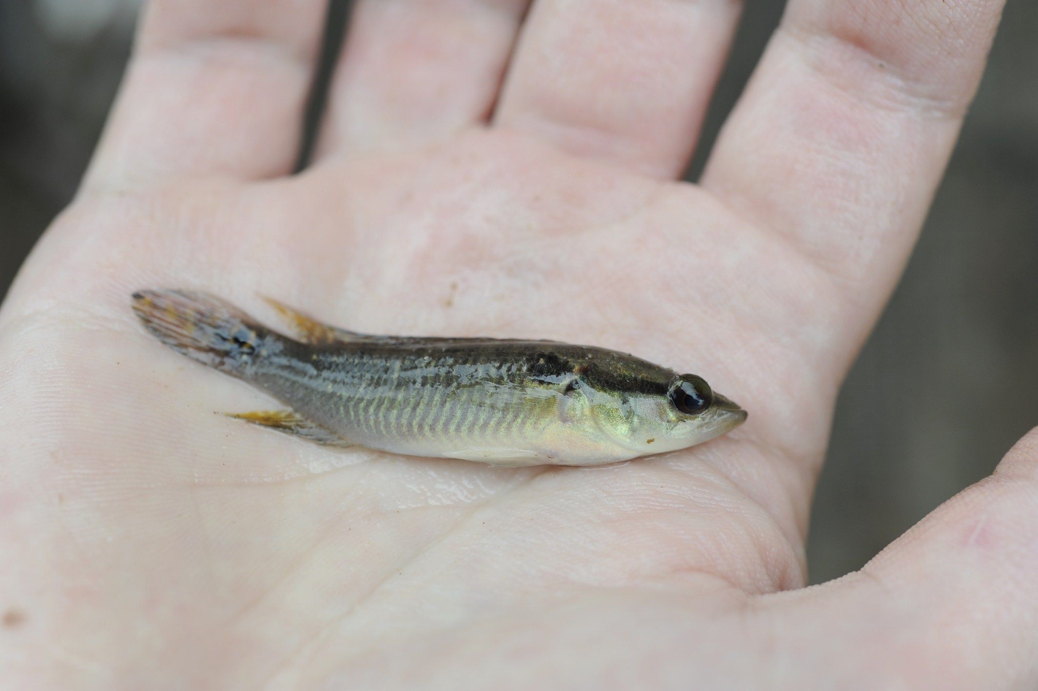 Image of Pike cichlid