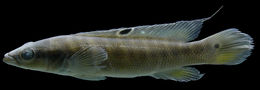 Image of Crenicichla sedentaria Kullander 1986