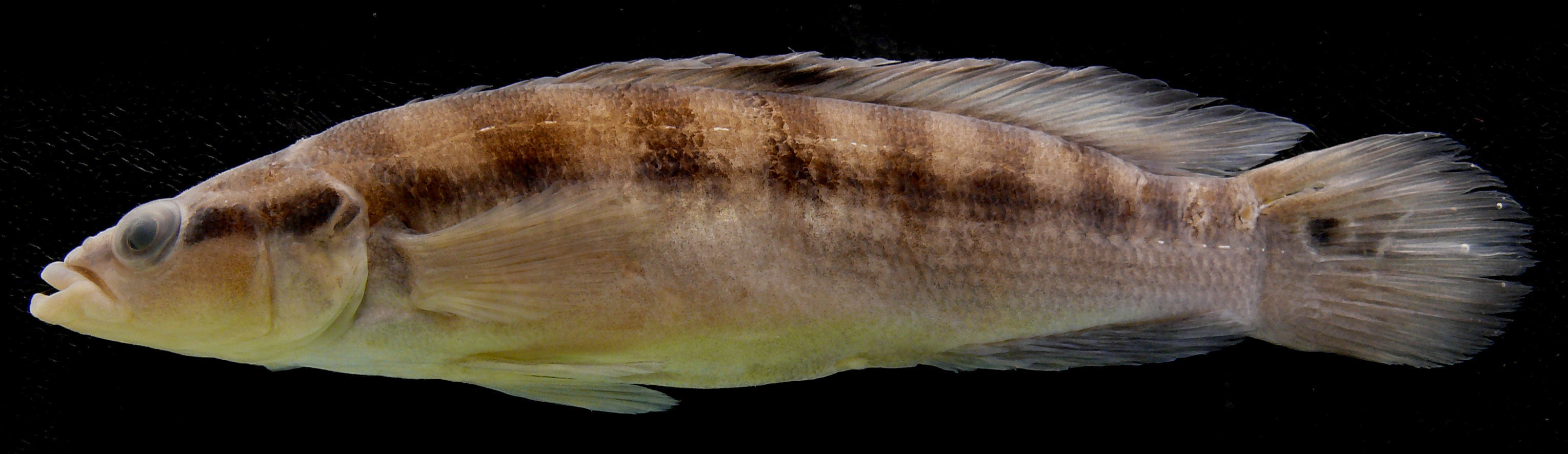 Image of Crenicichla sedentaria Kullander 1986