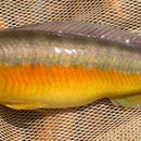 Image of Pike cichlid