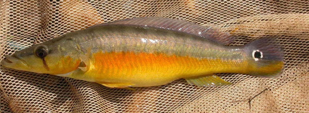 Image of Pike cichlid