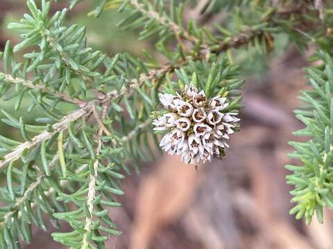 Sivun Darwinia diosmoides (DC.) Benth. kuva