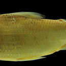 Image of Cyphocharax aspilos Vari 1992