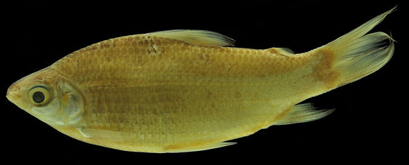 Image of Cyphocharax aspilos Vari 1992