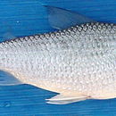 Image of Cyphocharax gangamon Vari 1992