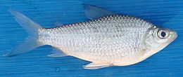 Image of Cyphocharax gangamon Vari 1992