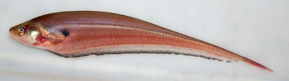 Image of Eigenmannia limbata (Schreiner & Miranda Ribeiro 1903)