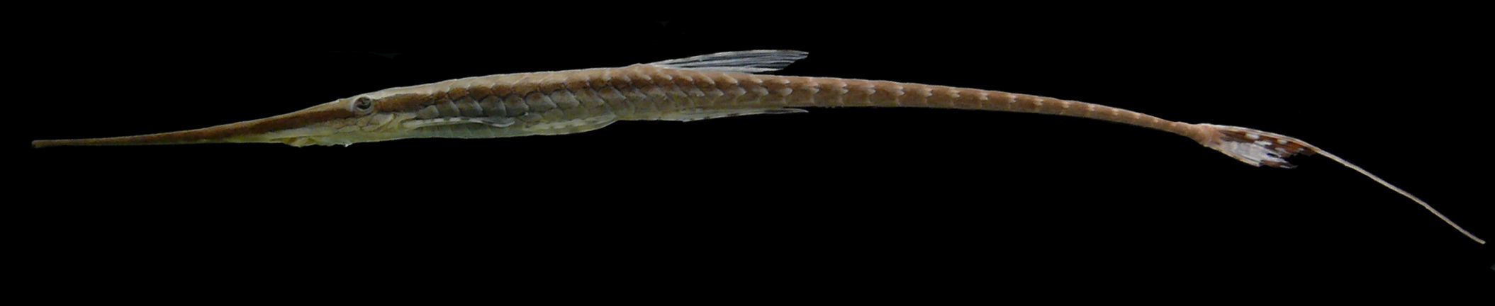 Image of Whiptail Catfish