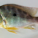 Image of Eartheater cichlid