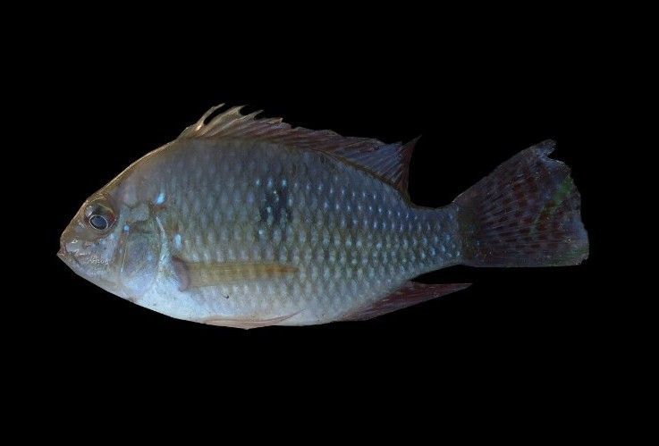 Geophagus brasiliensis (Quoy & Gaimard 1824) resmi