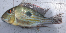 Image of Geophagus megasema Heckel 1840