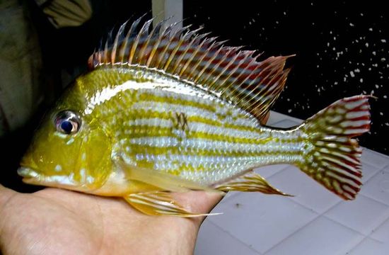 Image of Geophagus proximus (Castelnau 1855)