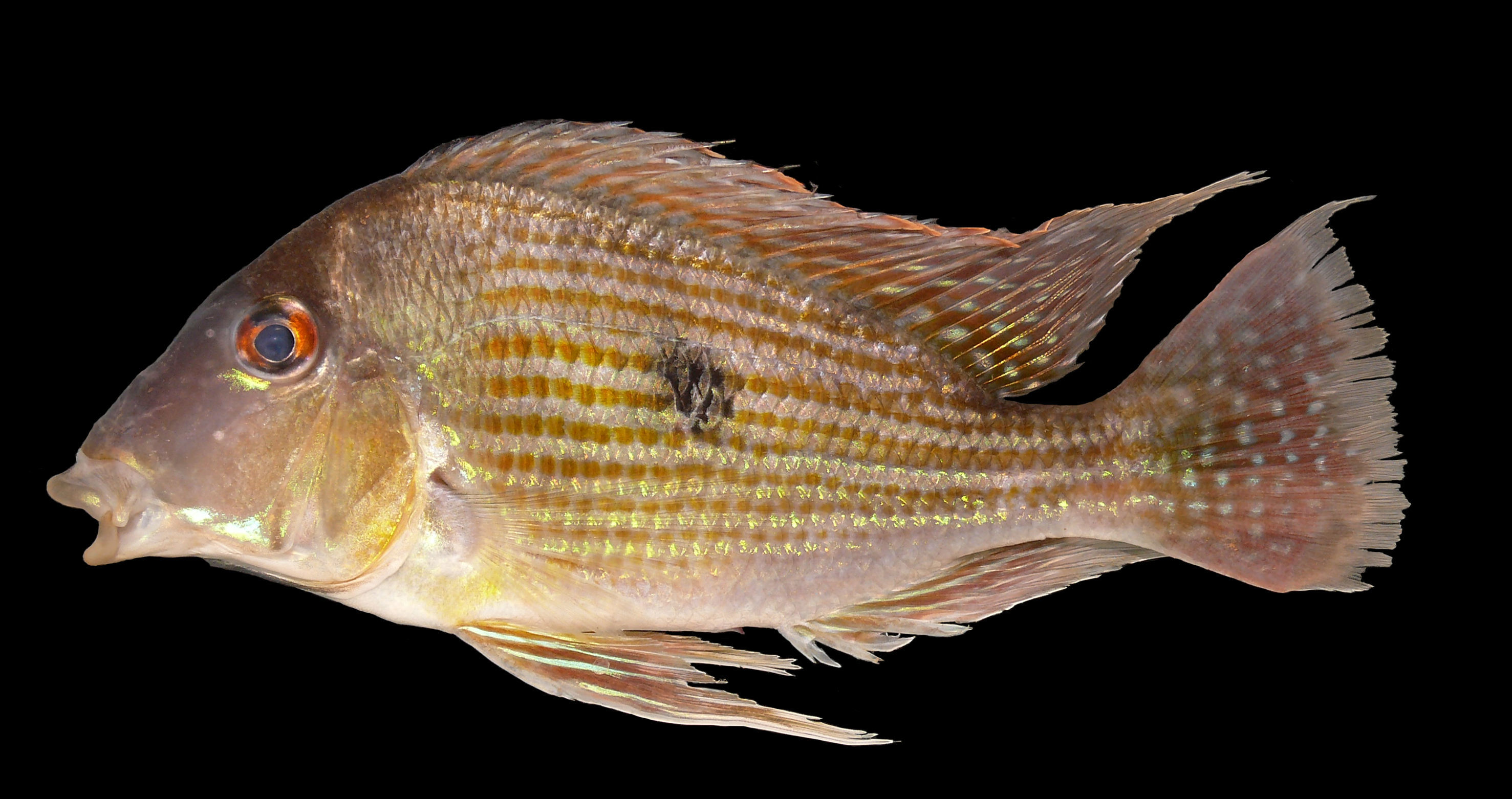 Geophagus resmi