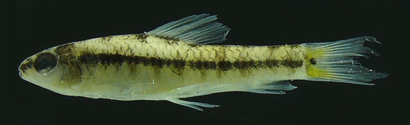Image of Geryichthys