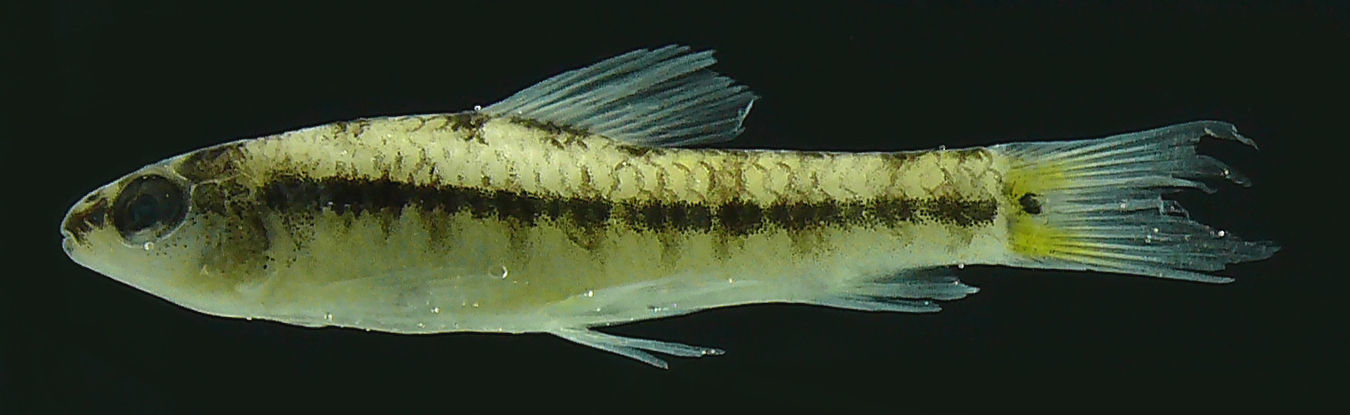 Image de Geryichthys