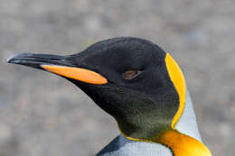 Image of King Penguin