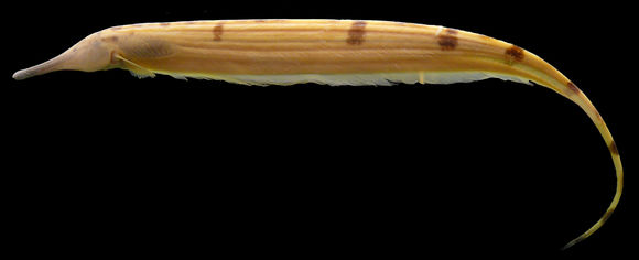 Image of Gymnorhamphichthys hypostomus Ellis 1912