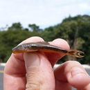 Image of Gymnotocinclus anosteos Carvalho, Lehmann A. & Reis 2008