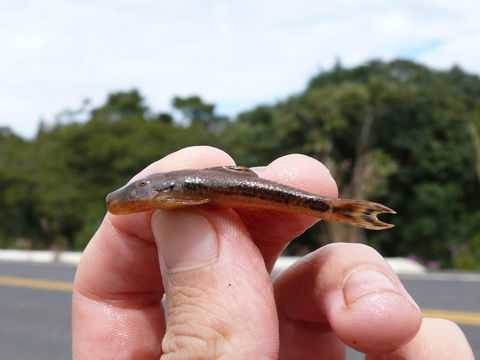 Image of Gymnotocinclus