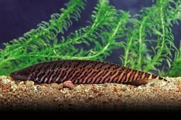 Image of banded knifefish