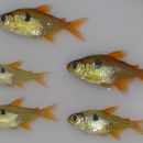 Image of Hemigrammus arua Lima, Wosiacki & Ramos 2009