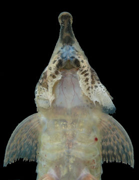 صورة Hemiodontichthys